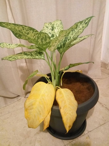 One possible reason for Dieffenbachia leaves turning brown is sunburn.