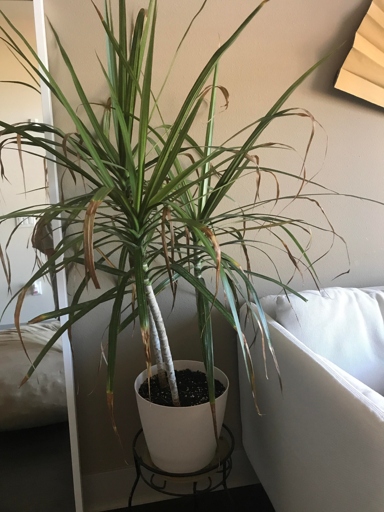 One possible reason for dracaena leaves curling is overwatering.