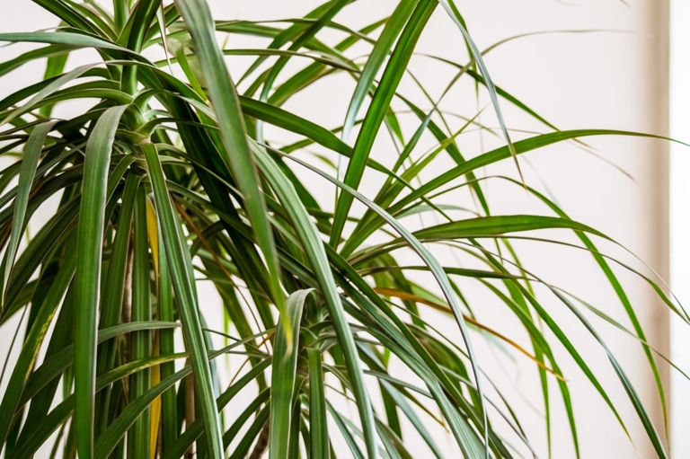 One possible reason for Dracaena leaves falling off is air temperature.