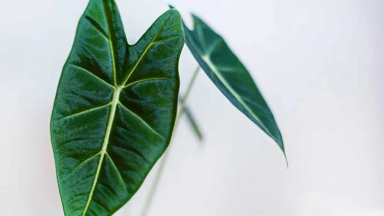 One possible reason for drooping Alocasia leaves is that the plant is not getting enough water.