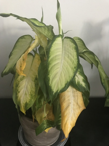 One possible reason for droopy leaves on a Dieffenbachia plant is that it is not getting enough light.