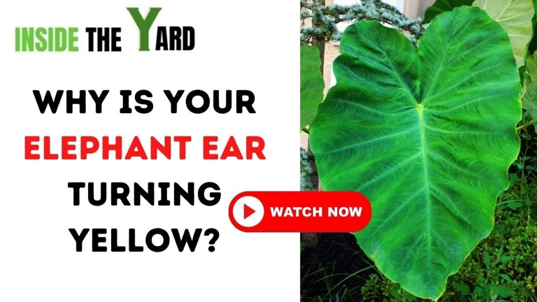 One possible reason for elephant ear leaves turning brown is a lack of control or management.
