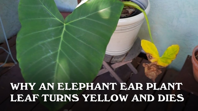 One possible reason for elephant ear leaves turning brown is extremely low humidity.