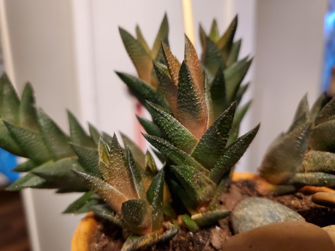 One possible reason for Haworthia turning brown is botrytis blight, which is caused by a fungus.