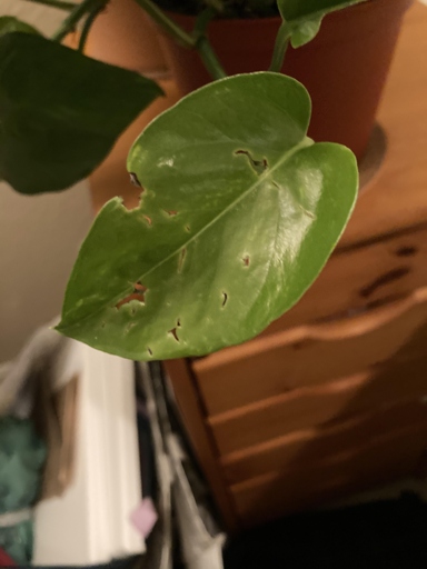 One possible reason for holes in pothos leaves is pest infestation.