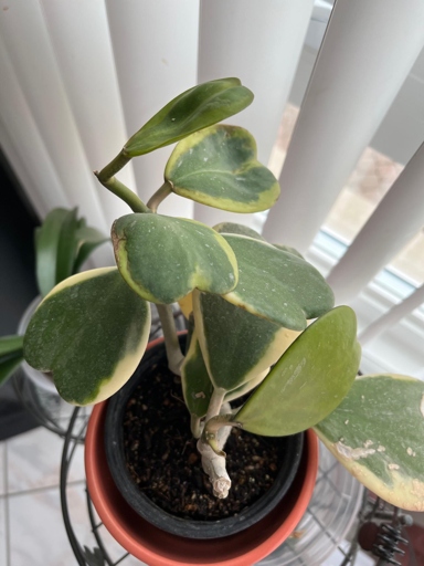 One possible reason for Hoya Kerrii leaves curling is that the plant is not receiving enough water.
