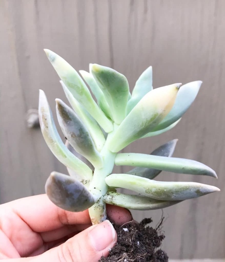One possible reason for leggy echeveria is overcrowding in the pot.