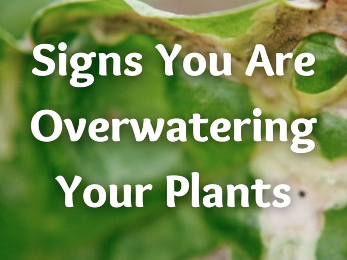 One possible reason for light exposure causing browning leaves is that the plant is not getting enough water.