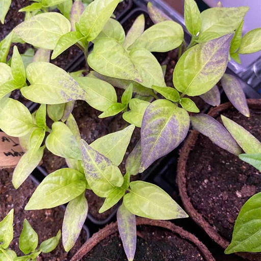 One possible reason for mint leaves turning purple is a lack of phosphorus in the soil.