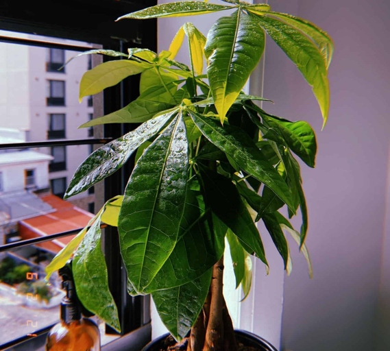 One possible reason for money tree leaves curling after repotting could be that the tree is root bound.