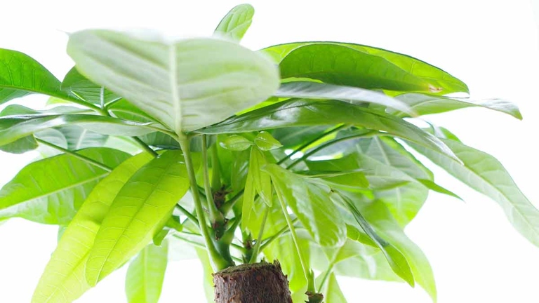 One possible reason for money tree leaves drooping is temperature stress.