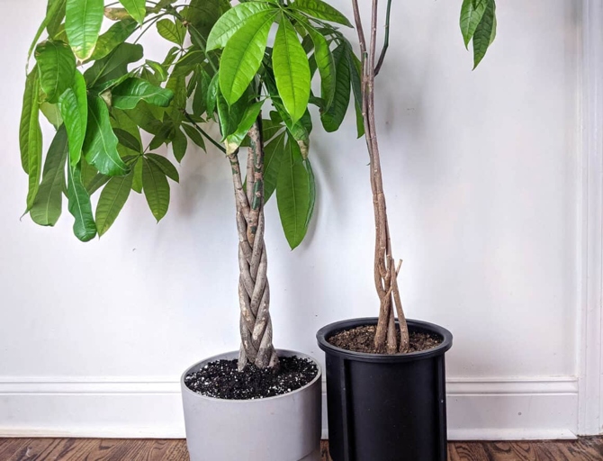 One possible reason for money tree leaves turning black is poor water quality.