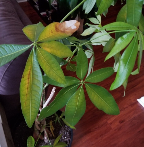 One possible reason for money tree leaves turning brown is sunburn.