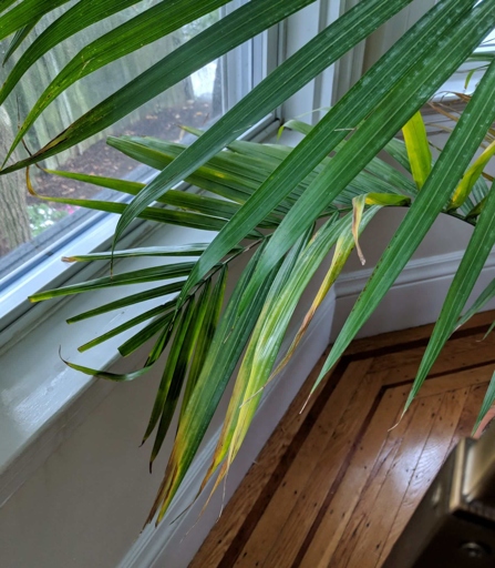 One possible reason for palm leaves turning brown is low humidity.