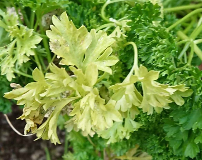 One possible reason for parsley leaves turning red is overwatering.