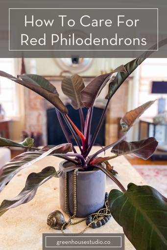 One possible reason for philodendron leaves turning red is anthocyanin pigmentation.
