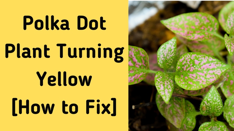 One possible reason for polka dot plant leaves turning yellow is that the plant is not getting enough light.
