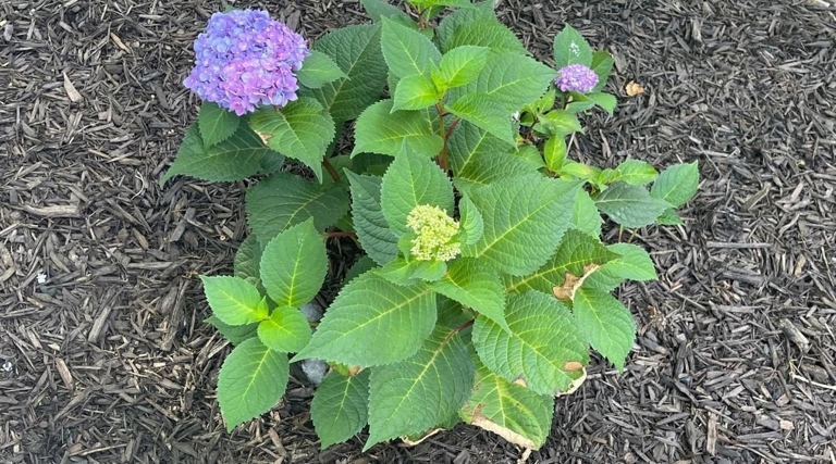 One possible reason for potted hydrangea leaves turning brown is poor drainage.