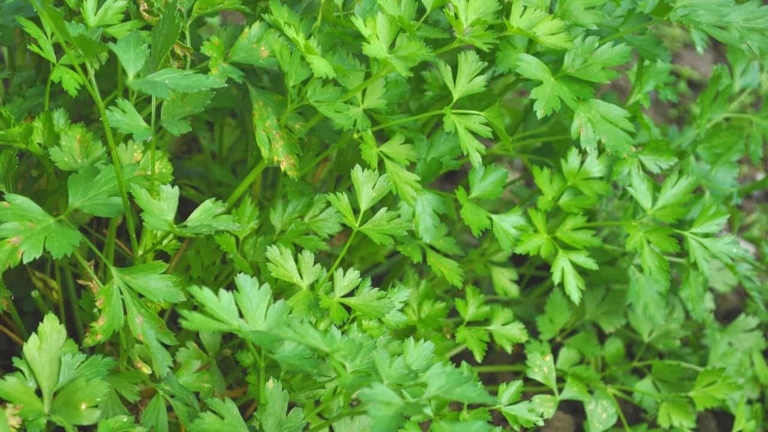 One possible reason for red leaves on parsley plants is soil pH that is too low or too high.