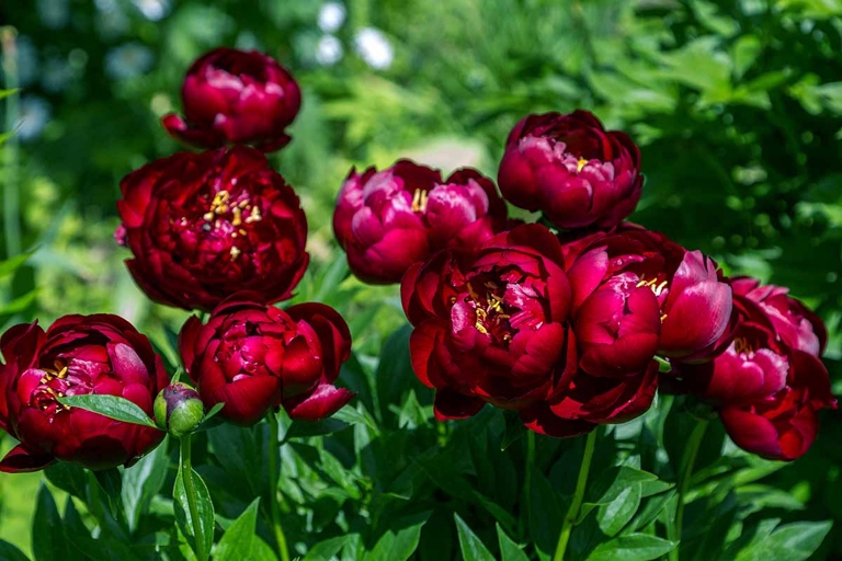 One possible reason for red leaves on peonies is a lack of light.