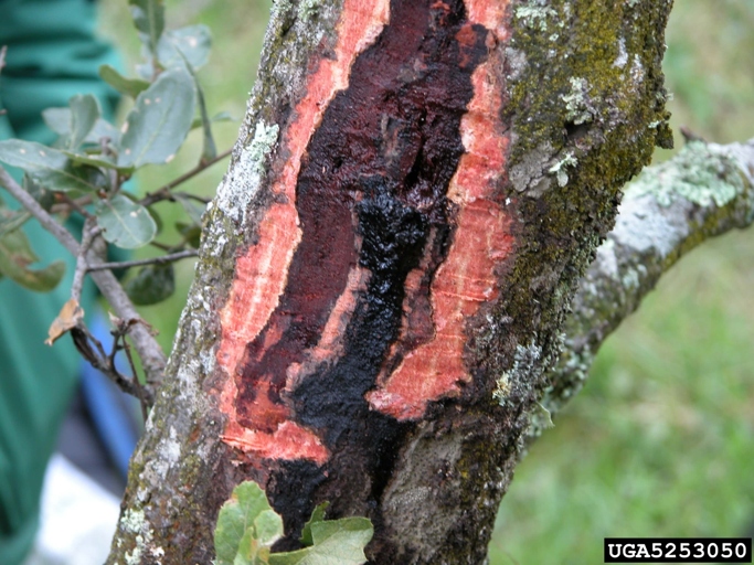 One possible reason for rubber plant leaves turning brown is a disease called Phytophthora root rot.