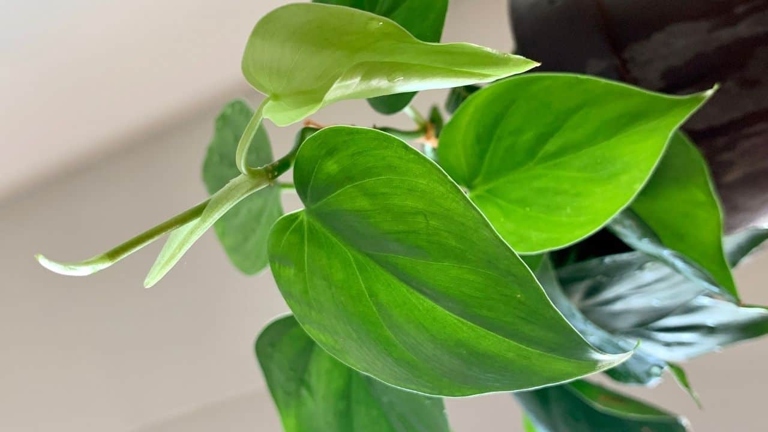 One possible reason for small leaves on a philodendron plant is that it is not getting enough light.