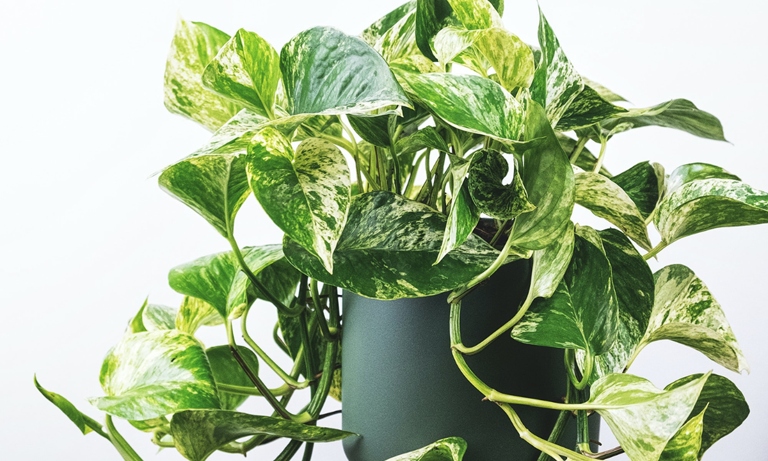 One possible reason for small pothos leaves is a lack of fertilizer.