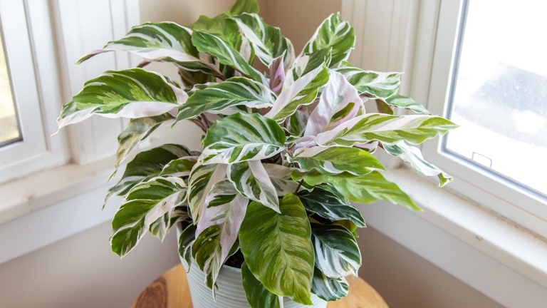 One possible reason for white spots on Calathea leaves is a condition called white scale.
