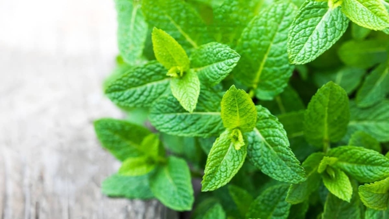 One possible reason for white spots on mint leaves is improper nutrition.