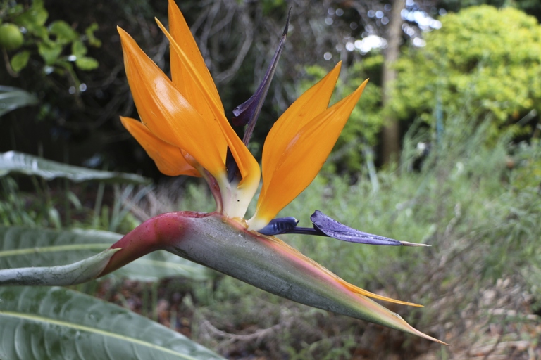 One possible reason for white spots on your bird of paradise plant is a lack of micronutrients, which can be remedied by fertilizing the plant.