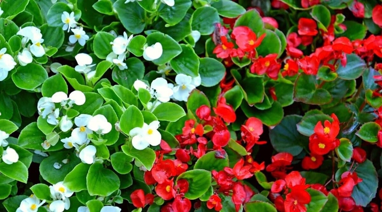 One possible reason for wilting begonias is that they are not getting enough water.
