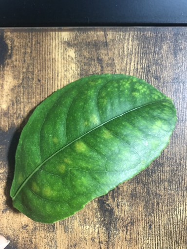 One possible reason for yellow spots on lemon tree leaves is nutrient deficiency.