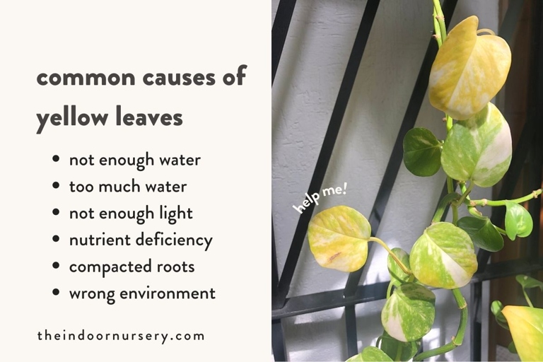 One possible reason for yellowing leaves is root rot, which is caused by too much water and not enough drainage.