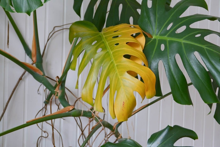 One possible reason for yellowing leaves on a Monstera adansonii is lack of drainage in the pot.