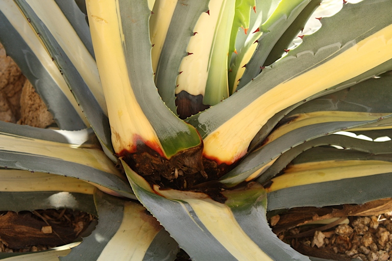 One possible reason for your agave leaves turning yellow is a disease called 