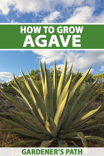 One possible reason for your agave leaves turning yellow is the pH of your soil.
