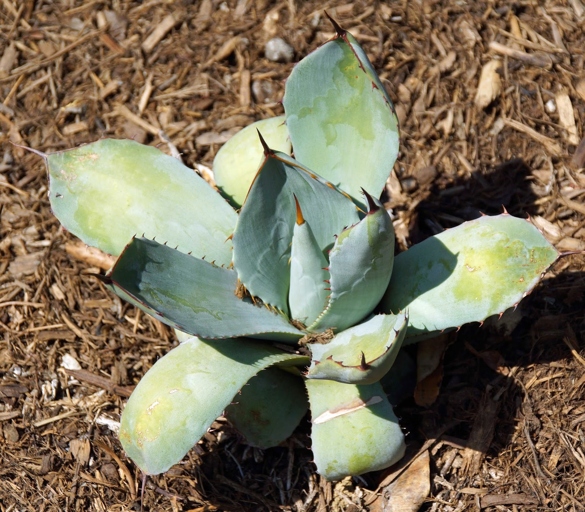 One possible reason for your agave's leaves turning yellow is that it is not getting enough water.