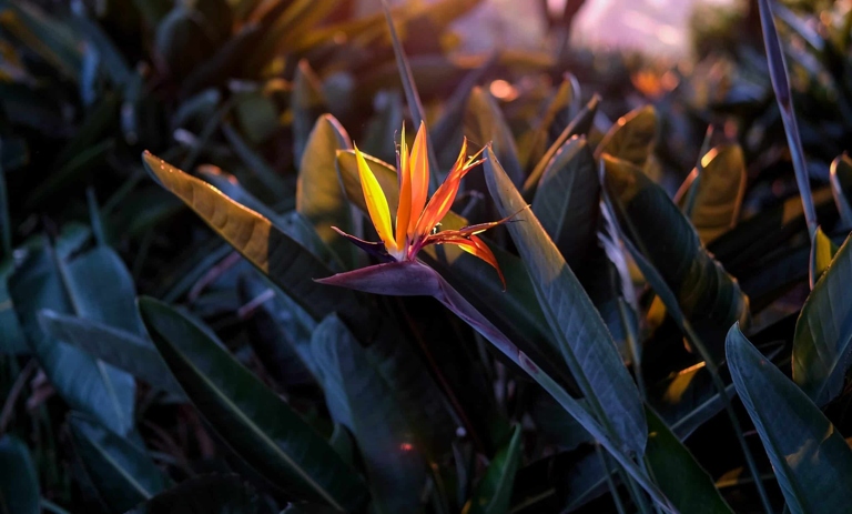 One possible reason for your bird of paradise's yellow leaves is mineral deposits in the soil.