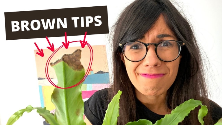 One possible reason for your bird's nest fern's brown tips is a lack of light.