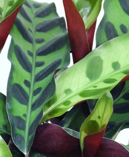 One possible reason for your Calathea's brown tips could be the poor water quality in your city. The chlorine and fluoride in city water can be hard on plants and cause them to develop brown tips.
