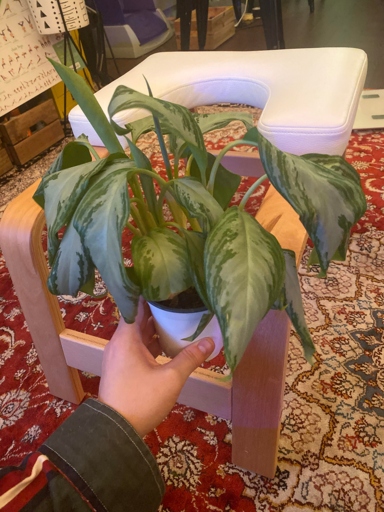 One possible reason for your Chinese evergreen's leaves curling could be overfertilization.
