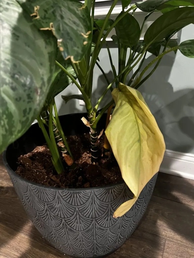One possible reason for your Chinese Evergreen's leaves turning yellow is that it is not getting enough water.