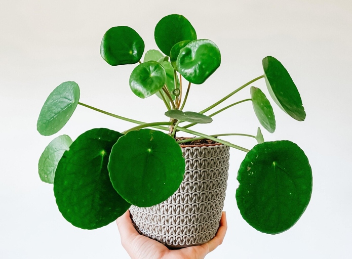 One possible reason for your Chinese money plant dropping leaves is a lack of nutrients available in the soil.