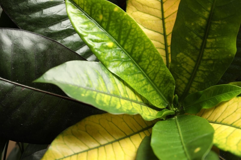 One possible reason for your croton leaves turning yellow is insufficient light.