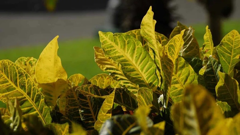 One possible reason for your croton leaves turning yellow is poor soil quality.