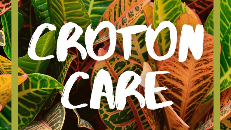 One possible reason for your croton's leaves drooping is loss of turgor pressure.