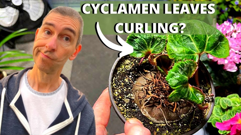 One possible reason for your cyclamen leaves curling under is that they are getting too much sun.