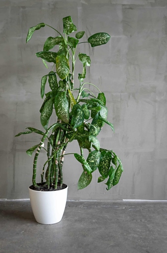 One possible reason for your Dieffenbachia's leaves falling over is that they are too big for the plant.
