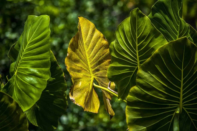 One possible reason for your elephant ear leaves turning brown is leaf burn, which is caused by the sun's rays.