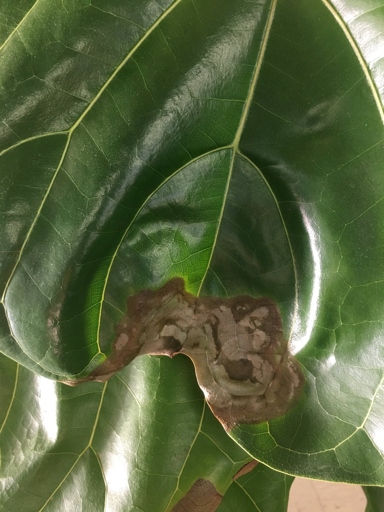 One possible reason for your fiddle leaf fig leaves cracking could be physical damage.
